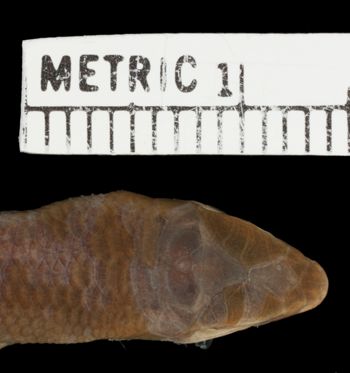 Media type: image;   Herpetology R-7677 Aspect: head dorsal